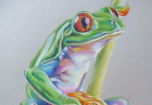 grenouille 1 (crayon couleur)