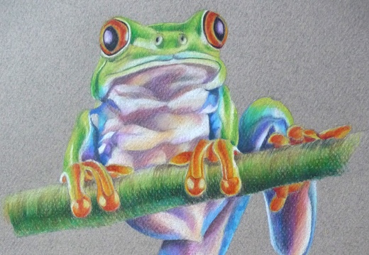 grenouille 2 (crayon couleur)
