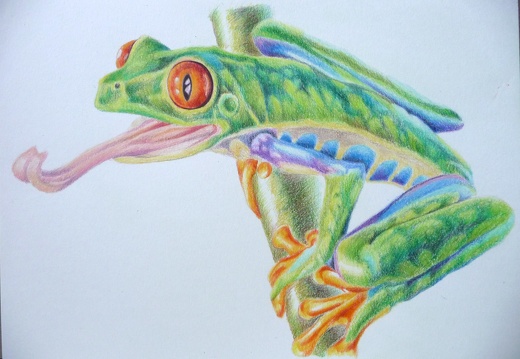 grenouille 3 (crayon couleur)
